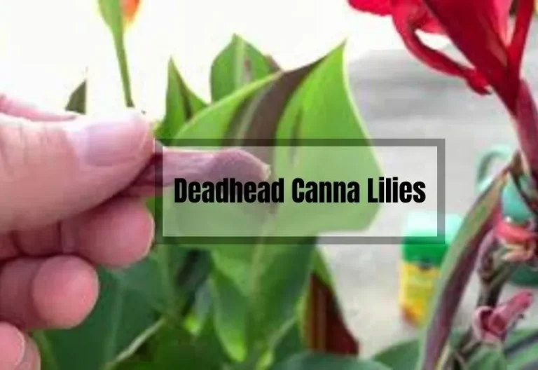 How to Deadhead Canna Lilies: Maximize Your Blooms This Summer