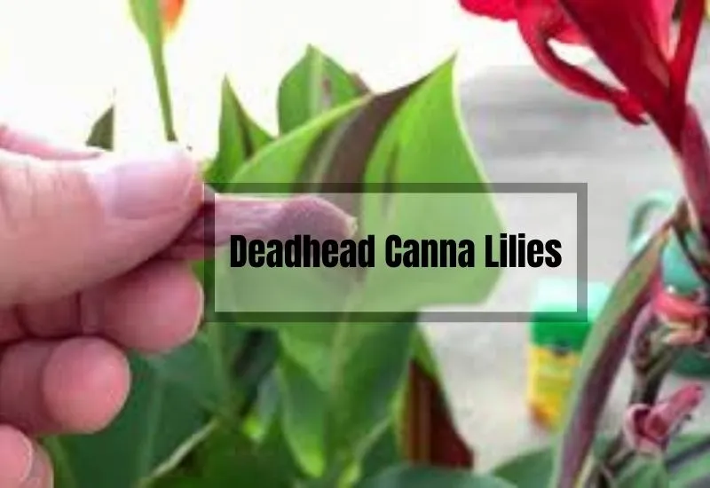 How to Deadhead Canna Lilies