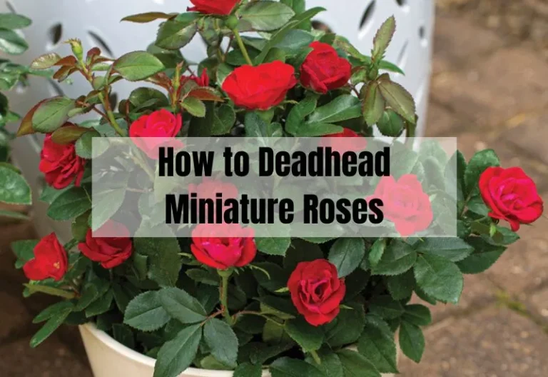 Unlock the Secrets: How to Deadhead Miniature Roses Like a Pro