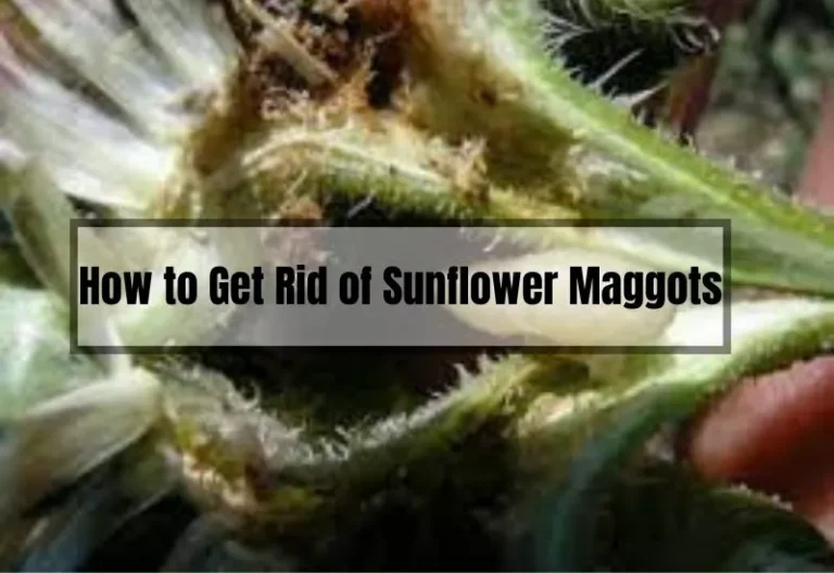 How to Get Rid of Sunflower Maggots: A Comprehensive Guide