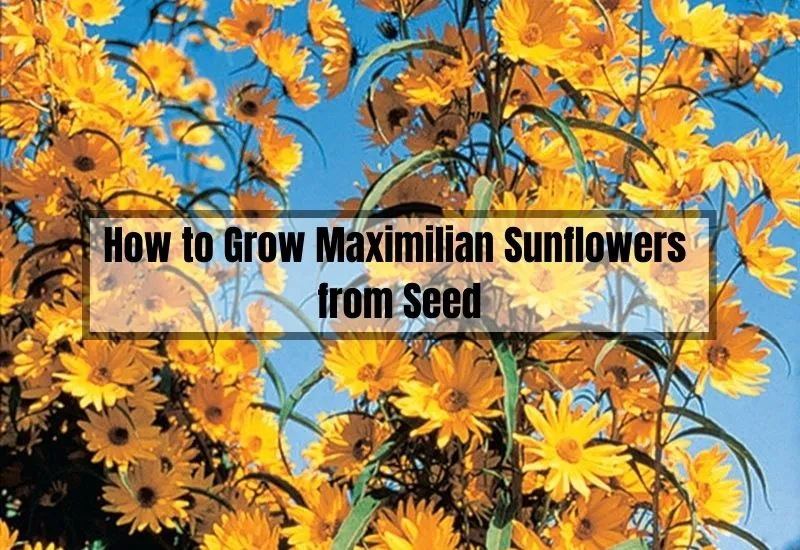 How to Grow Maximilian Sunflowers from Seed
