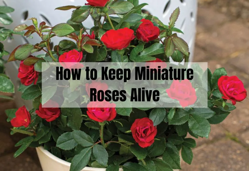 How to Keep Miniature Roses Alive