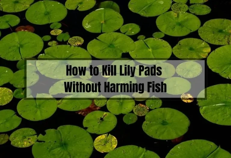 How to Safely Eliminate Lily Pads Without Harming Your Fish