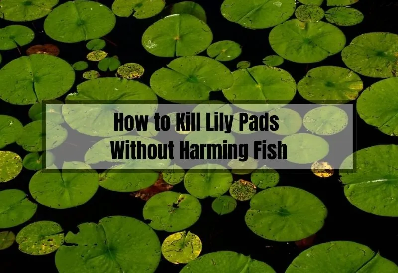 How to Kill Lily Pads Without Harming Fish