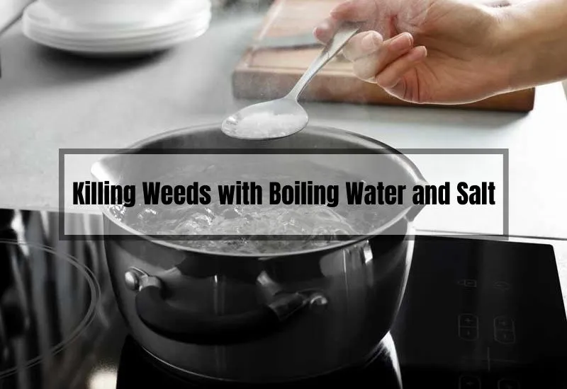 Killing weeds with boiling water and salt