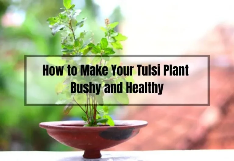 How to Make Your Tulsi Plant Bushy and Healthy