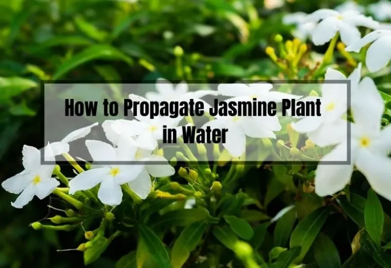 How to Easily Propagate Jasmine Plant in Water: A Step-by-Step Guide