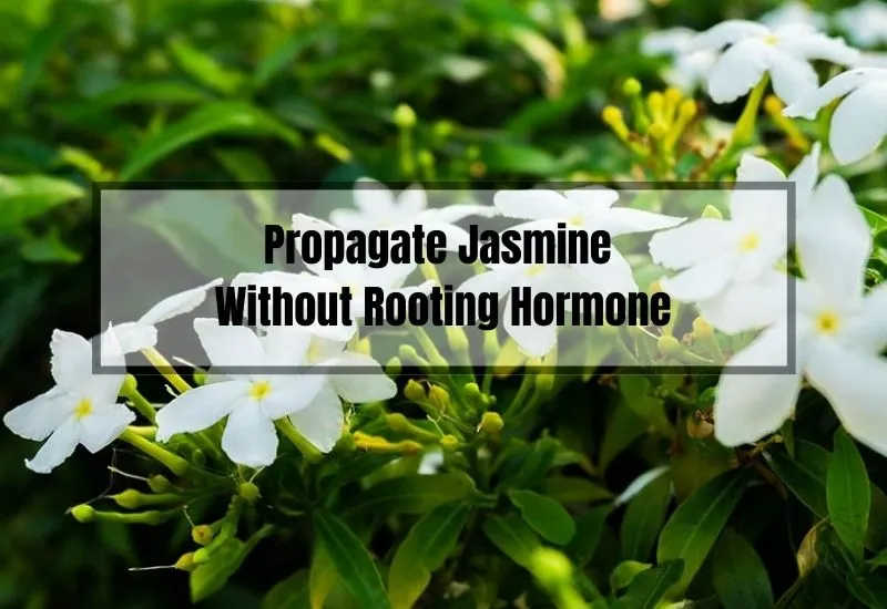 How to Propagate Jasmine Without Rooting Hormone