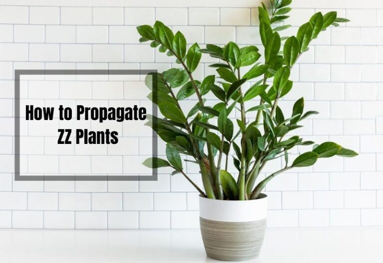 ZZ Plant Propagation: Thriving in 6 Easy Steps