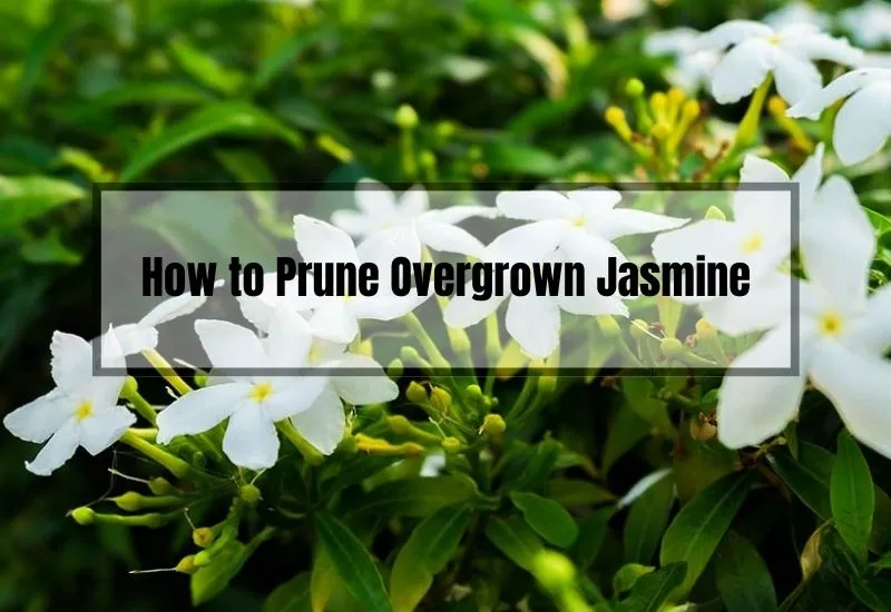 How to Prune Overgrown Jasmine
