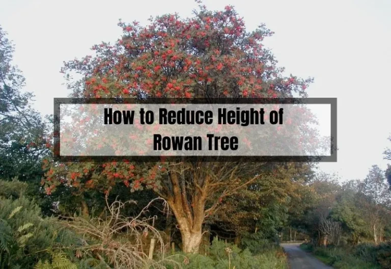 How to Reduce Height of Rowan Tree: A Step-by-Step Guide