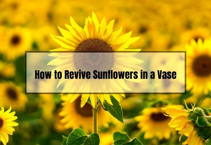 How to Revive Sunflowers in a Vase