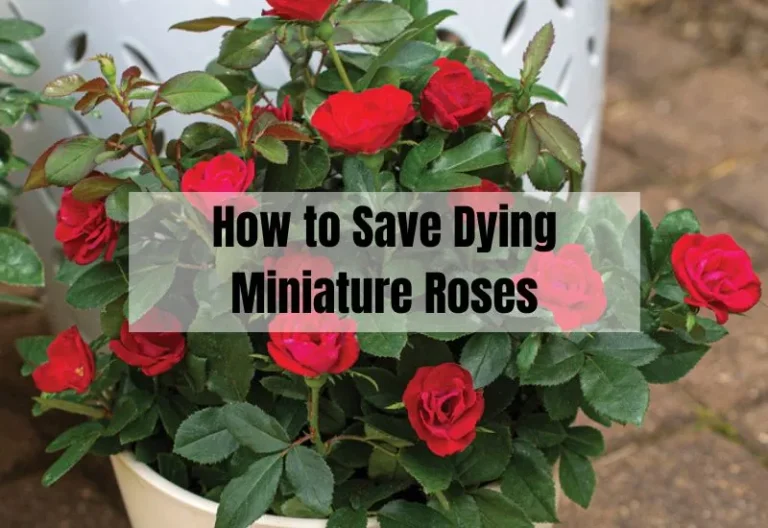 How to Save Dying Miniature Roses: Expert Tips for Rose Enthusiasts