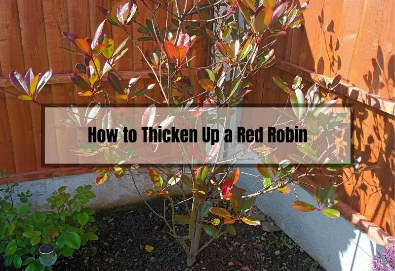 How to Thicken Up a Red Robin