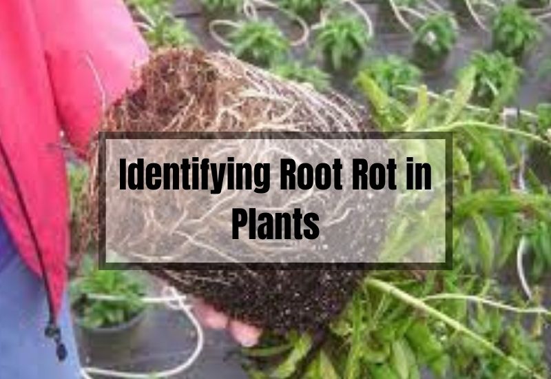Identifying Root Rot in Plants