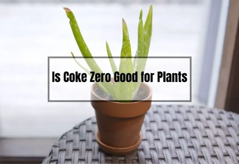 Is Coke Zero Good for Plants? Find Out Here!