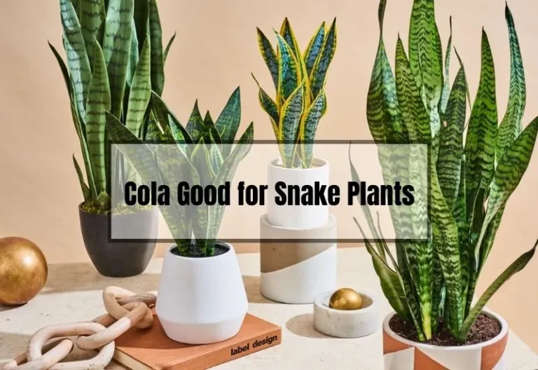 Is Cola Good for Snake Plants? A Friendly Guide to Keeping Your Plants Healthy