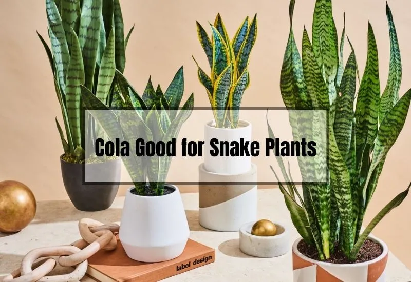 Is Cola Good for Snake Plants