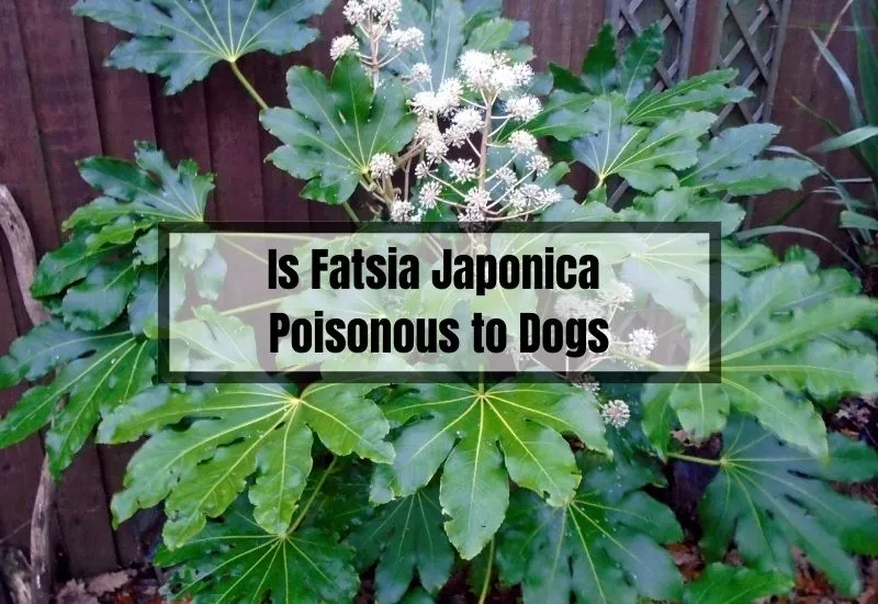 Is Fatsia Japonica Poisonous to Dogs
