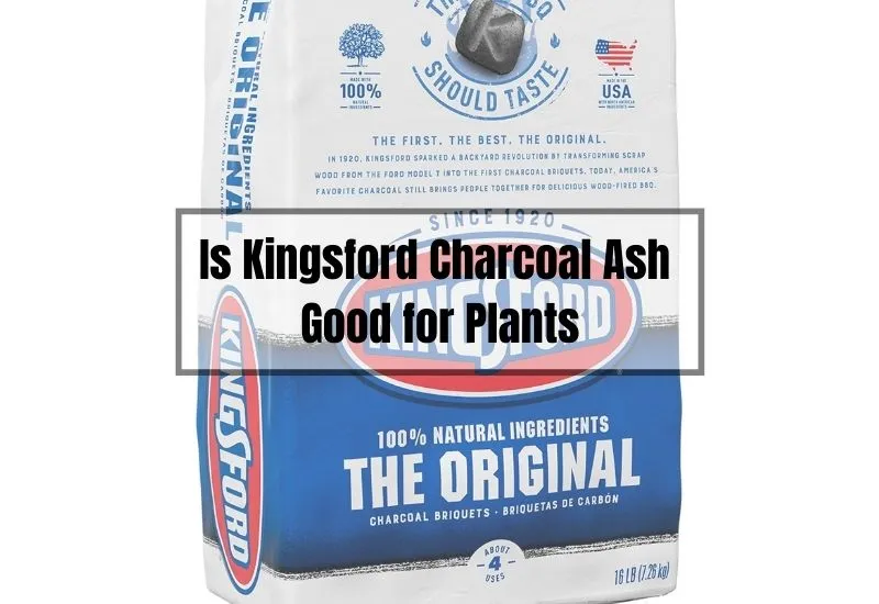 Is Kingsford Charcoal Ash Good for Plants