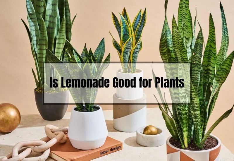 Is Lemonade Good for Plants