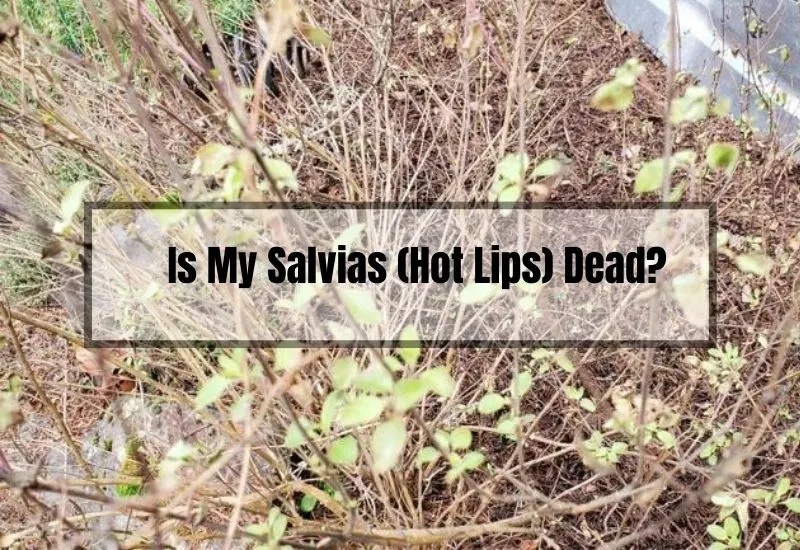 Is My Salvias (Hot Lips) Dead