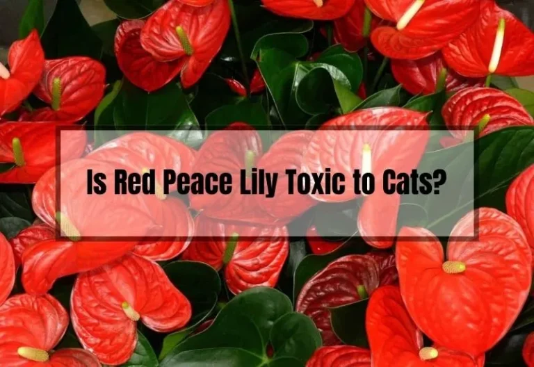 Is Red Peace Lily Toxic to Cats? Here’s What You Need to Know