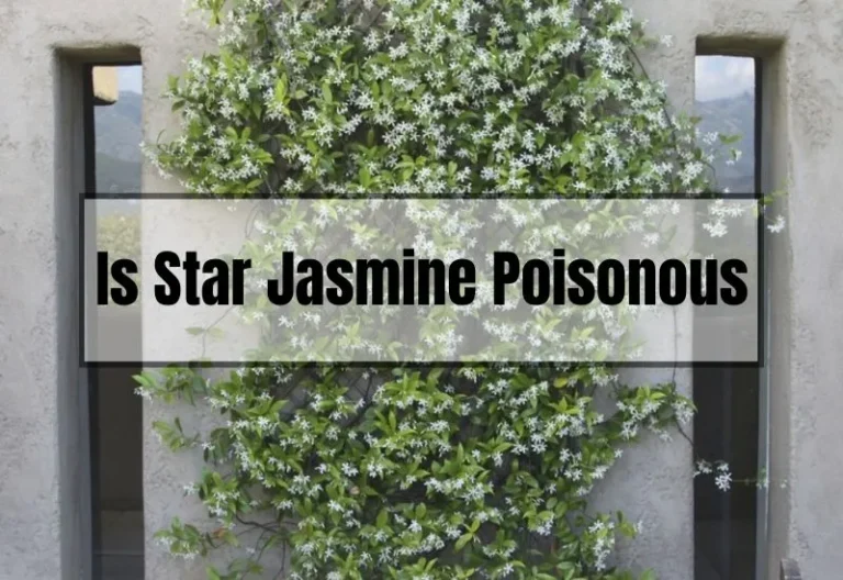Is Star Jasmine Poisonous? A Friendly Guide to Understanding Its Safety