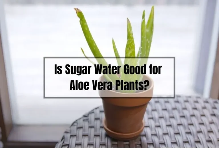 The Sweet Solution: Is Sugar Water Good for Aloe Vera Plants?