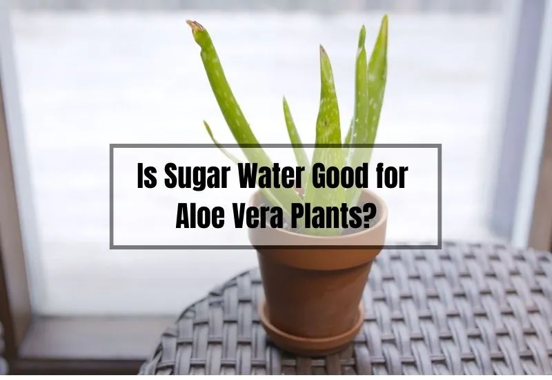 Is Sugar Water Good for Aloe Vera Plants