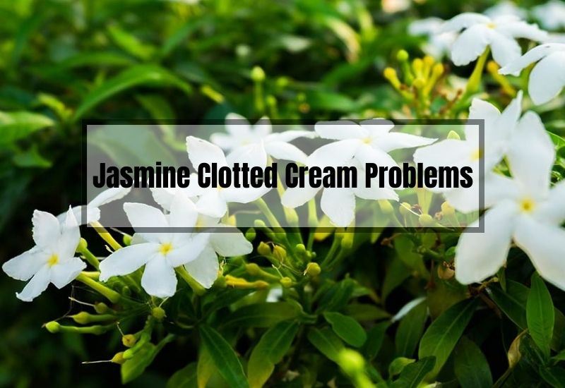 Jasmine Clotted Cream Problems