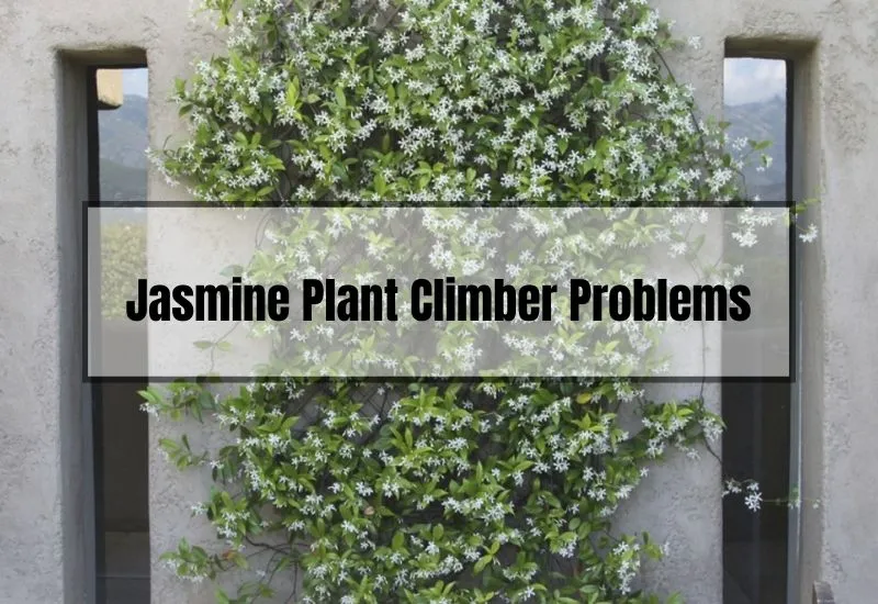 Jasmine Plant Climber Problems