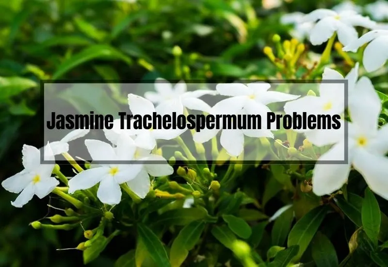 Jasmine Trachelospermum Problems