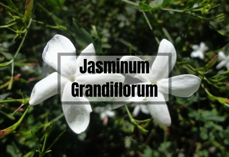 Discover the World of Jasminum Grandiflorum: Fragrance and Beauty of Jasmine Flowers