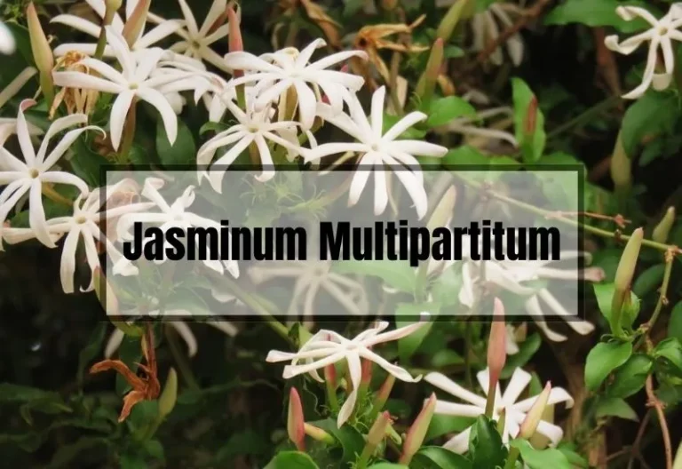 Jasminum Multipartitum: A Guide to Growing and Caring for this Unique Plant