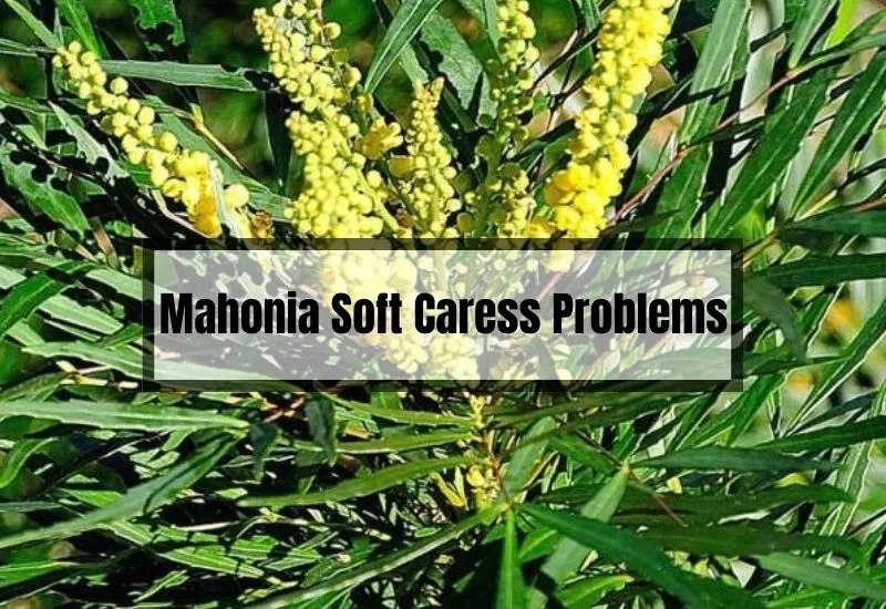 Mahonia Soft Caress Problems
