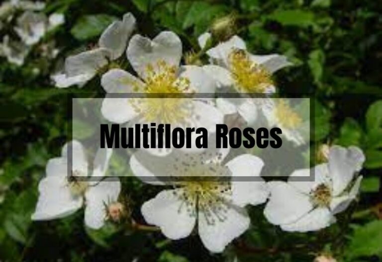 Multiflora Roses: A Guide to Growing and Caring for Them
