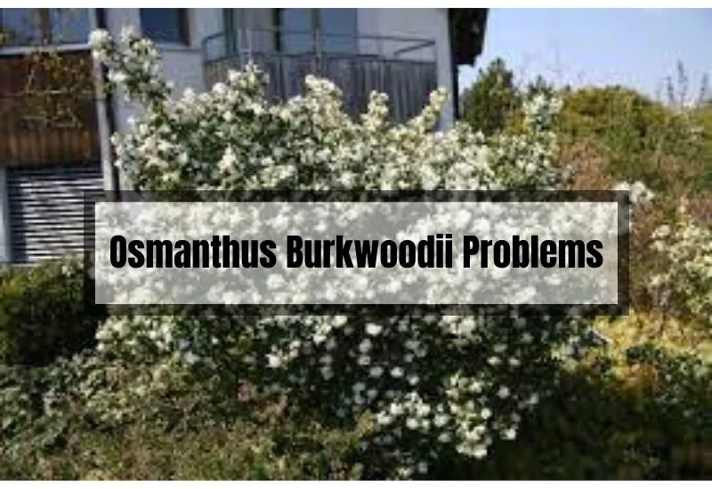 Osmanthus Burkwoodii Problems
