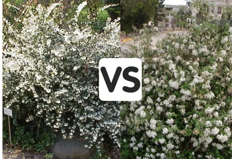 Osmanthus Delavayi vs Burkwoodii: Which is the Better Choice for Your Garden?