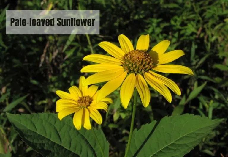 Pale-Leaved Sunflower: Characteristics and Growing Tips