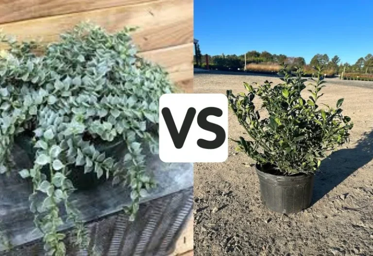 Sarcococca Confusa vs Ruscifolia: Which One is Right for Your Garden?