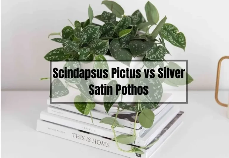 Scindapsus Pictus vs Silver Satin Pothos: A Comprehensive Comparison