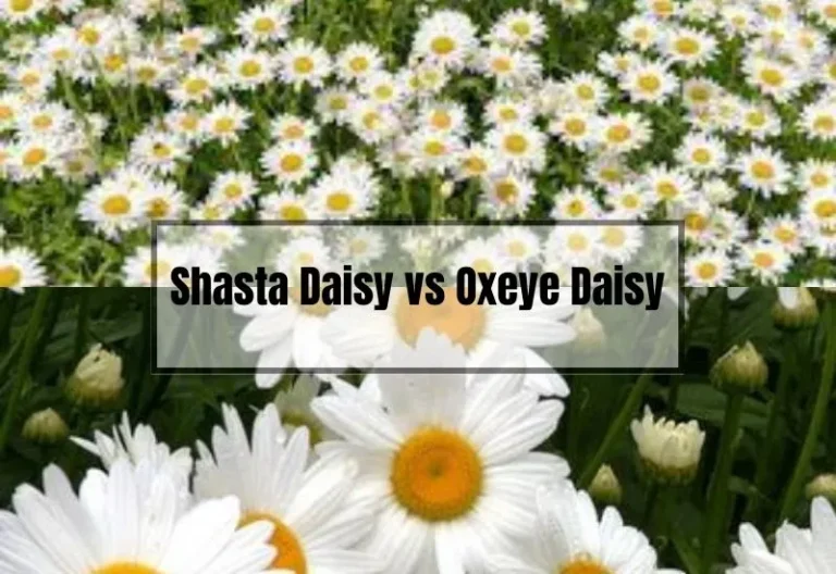 Shasta Daisy vs Oxeye Daisy: Which One Should You Choose?