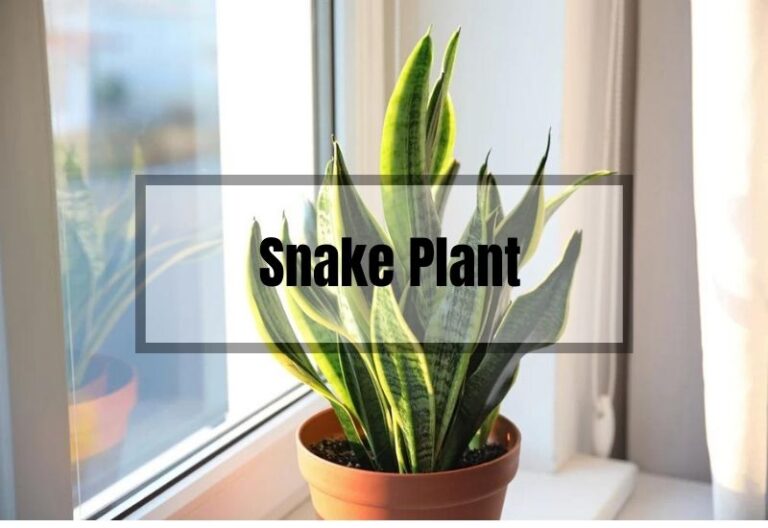 Snake Plant: A Beginner’s Guide to Growing and Caring for Sansevieria