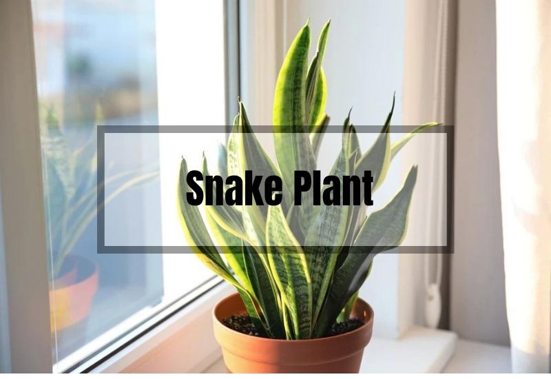 Snake Plant