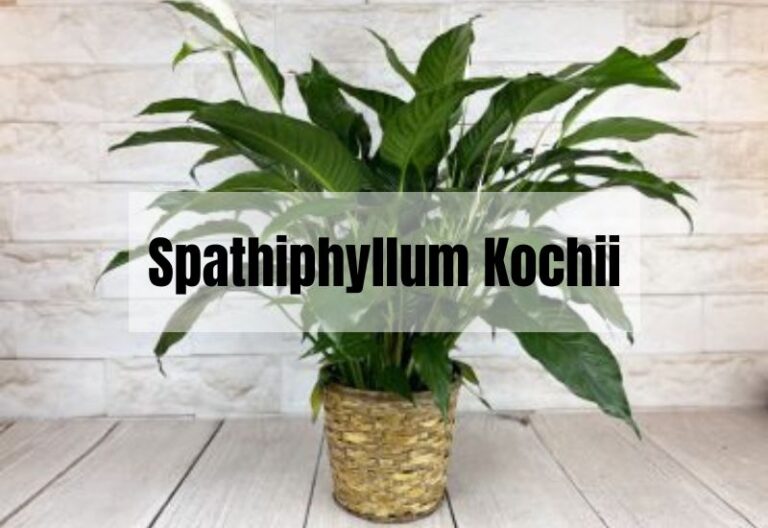 The Ultimate Guide to Spathiphyllum Kochii: Care, Uses, and More