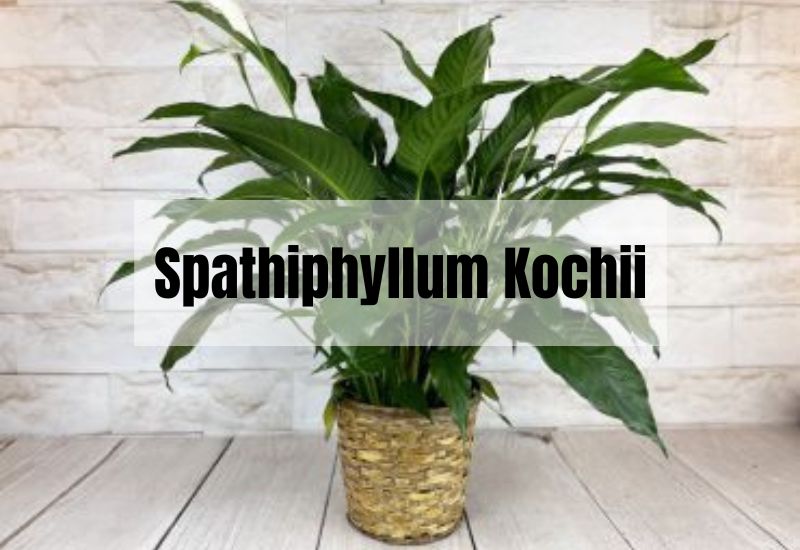Spathiphyllum Kochii
