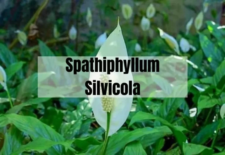 Spathiphyllum Silvicola: A Guide to Growing and Caring for this Rare Houseplant