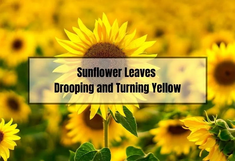 Sunflower Leaves Drooping and Turning Yellow