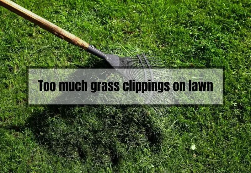 Too much grass clippings on lawn